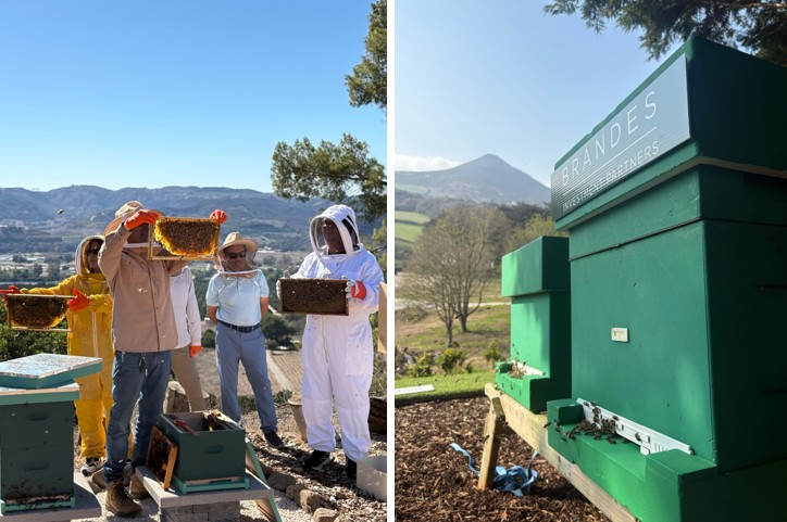 Brandes Beehives 2025